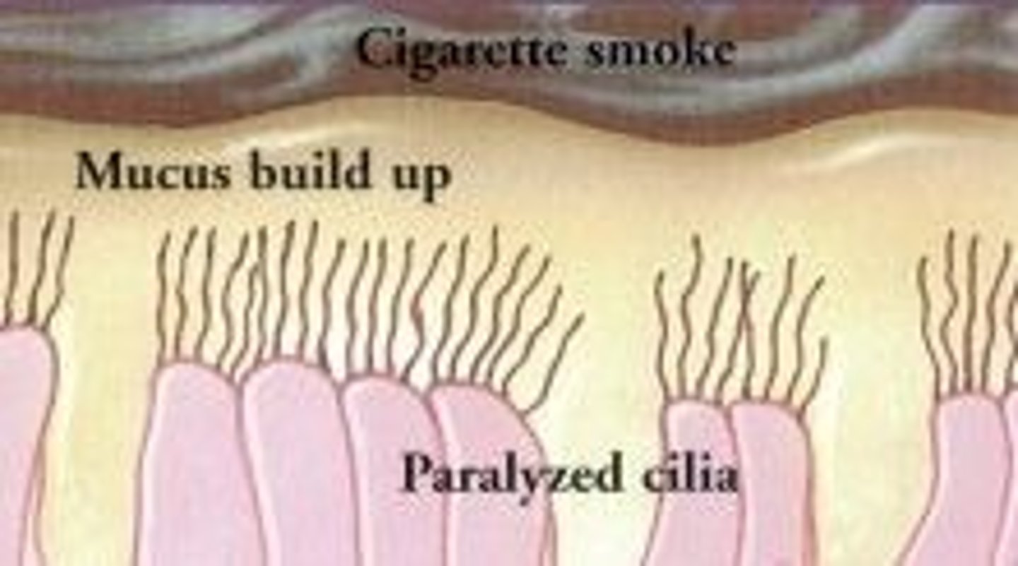 <p>-smoking damages the cilia and therefore the cilia cannot sweep mucus to the throat to swallow. Smokers have to cough up mucus</p><p>-Nicotine speeds up the heart rate and blood pressure which damages blood vessels or could lead to a heart attack</p><p>-Burning tobacco releases carbon monoxide which is poisonous as it attaches to haemoglobin in red blood cells</p>