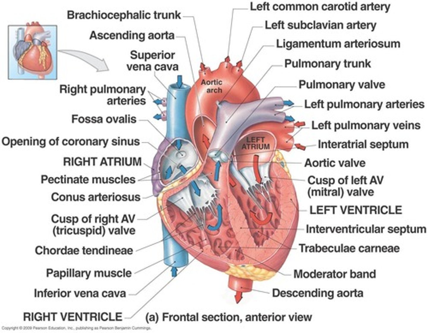 <p>Tricuspid valve, mitral valve, pulmonary valve, and aortic valve.</p>