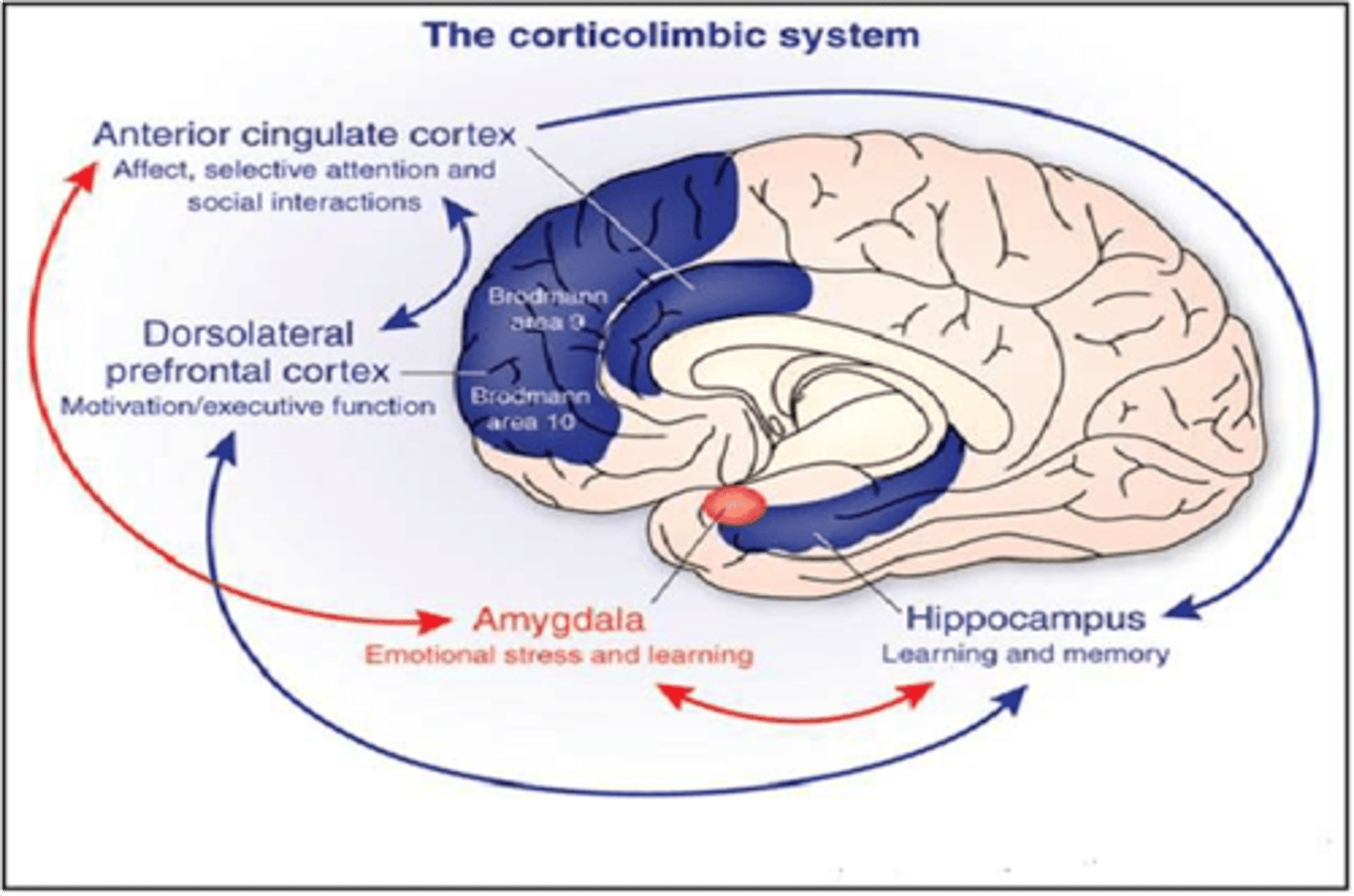<p>Influences motivation, attention, learning + memory. Influences endocrine system and the ANS.</p><p>Is tightly connected to prefrontal cortex, (mood and appetite) creating cortico-limbic network.</p>