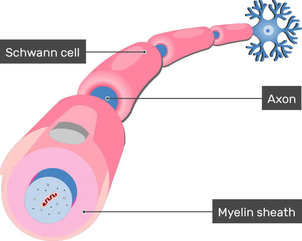 <p><u>insulates</u> (wraps around) <u>axons by forming myelin (speeds up signals)</u></p><ul><li><p>Gaps between myelin = <u>Nodes of Ranvier</u></p></li><li><p>glial cell apart of <u>PNS</u></p></li></ul><p></p>