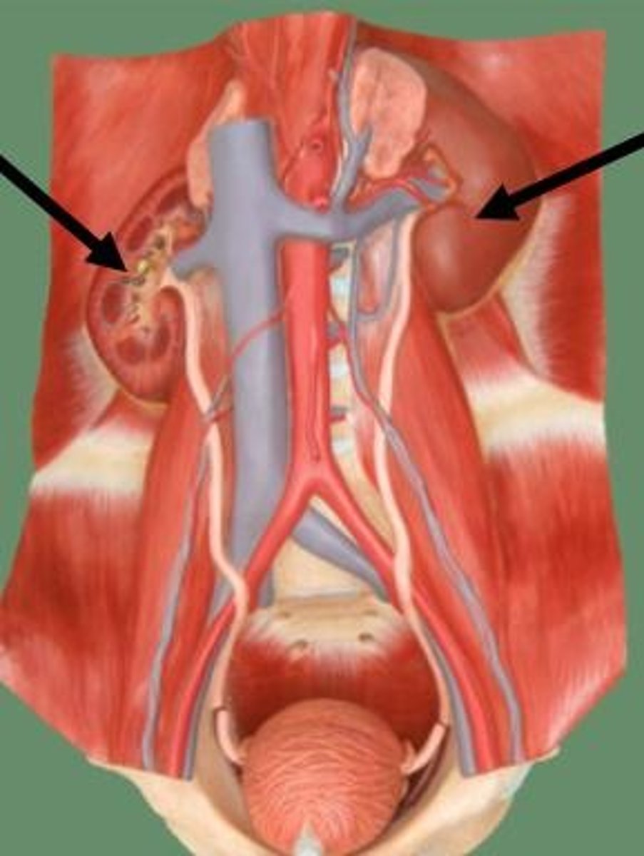 <p>Located outside the peritoneal cavity, along the lower thoracic spine and largely under the final ribs</p><p>.• Attached to the diaphragm and move slightly with breathing</p>