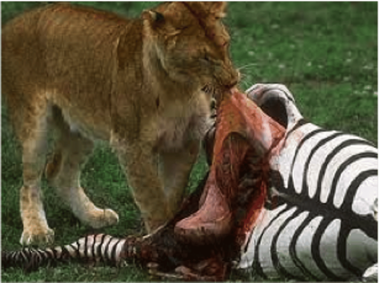 <p>meat eater - consumer</p>