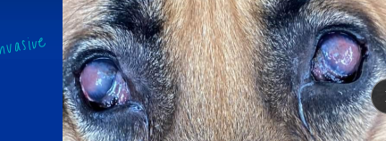 <p><span style="background-color: transparent;"><strong><span>Chronic Superficial Keratitis (Pannus)</span></strong></span></p>