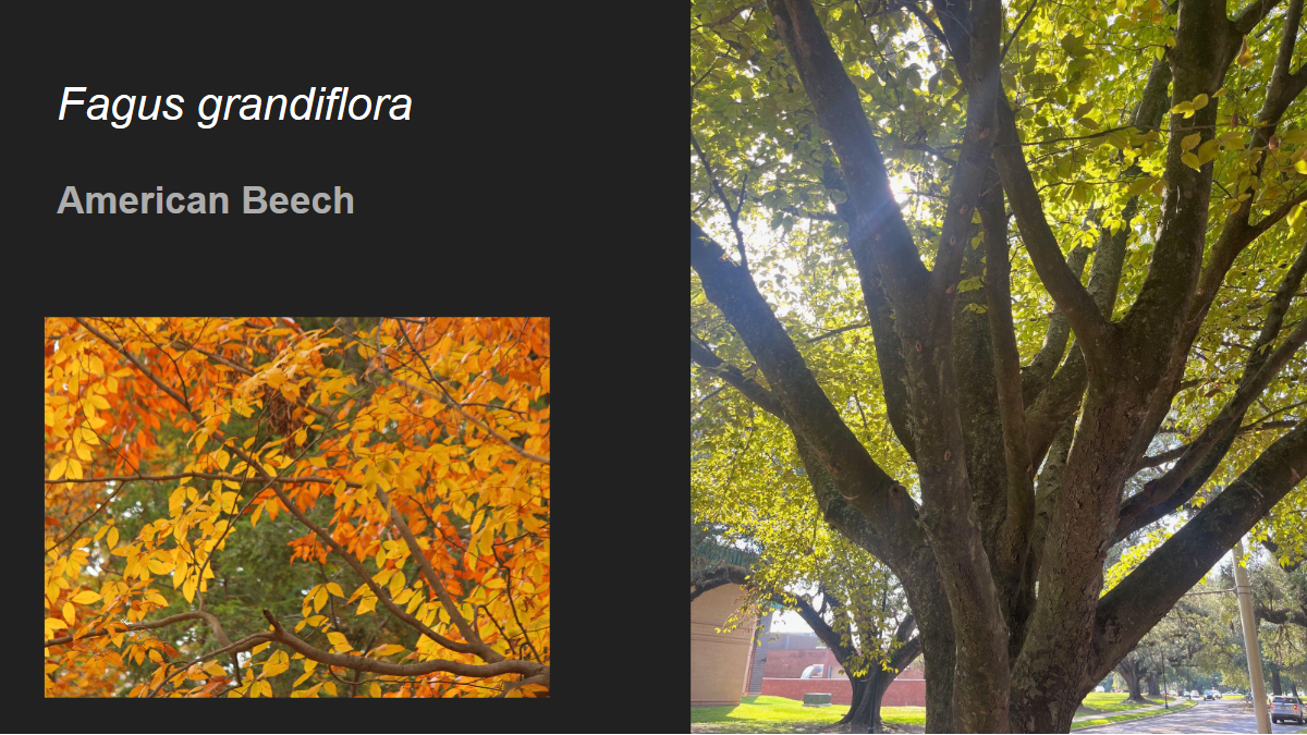 <p>Fagus grandifolia</p><p>American Beech</p>