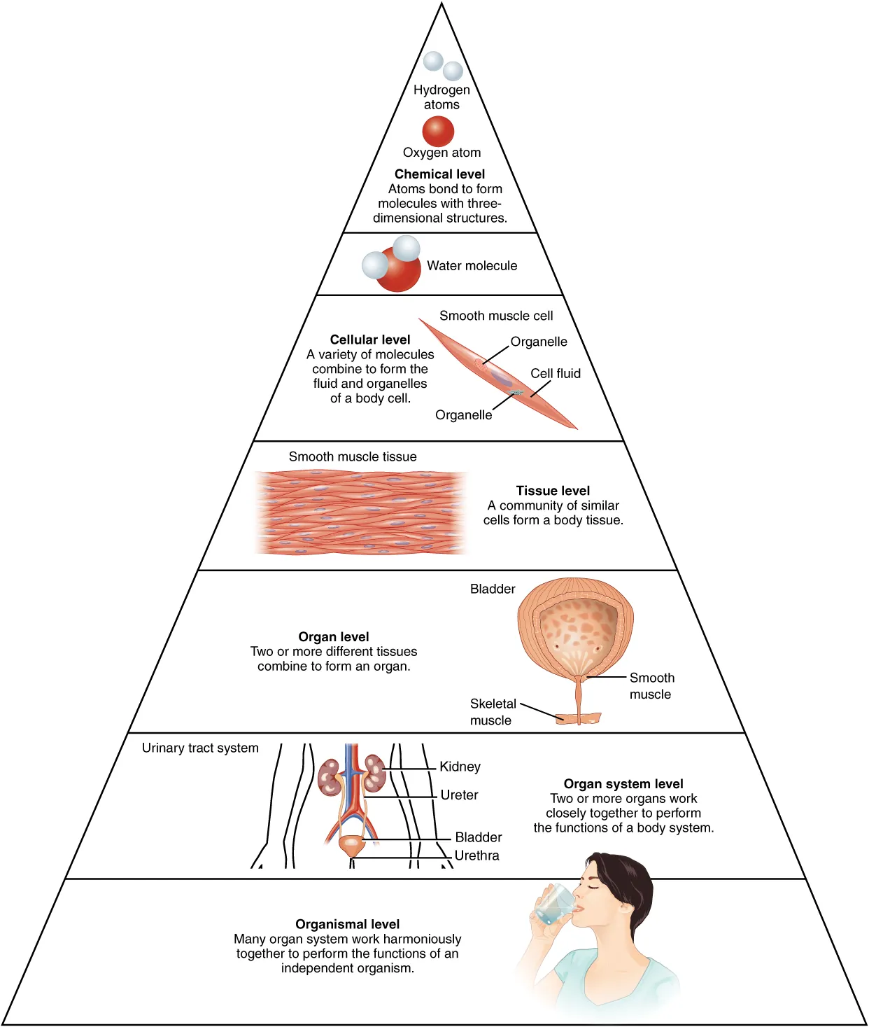 <p>subatomic particles, atoms, molecules, organelles, cells, tissues, organs, organ systems, organisms and biosphere</p>