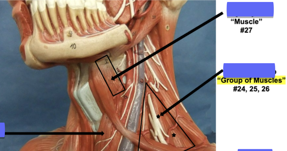 <p>Label “Group of Muscles”</p>