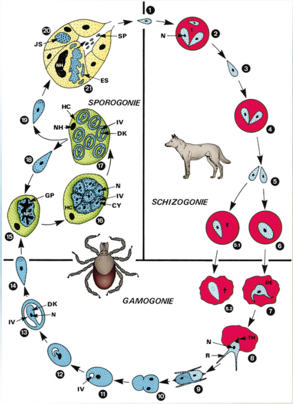 <p><strong>babesia spp. </strong>parasite causing babesiosis in mammals, involving a tick vector for transmission.</p><ol><li><p><strong>Sexual Cycle in Tick Host</strong></p><ul><li><p><strong>tick eats gametocytes</strong> during blood meal on mammalian host.</p></li><li><p>gametocytes → <strong>male + female gametes</strong> in gut of tick.</p></li><li><p><strong>zygote</strong> develops (gamogony) → meiosis of zygote, → <strong>kinete develops</strong></p></li><li><p>2 options further:</p><ol><li><p><strong>Trans-ovarial transmission</strong>: in female tick, kinete will penetrate through ovaries and the eggs, thus when female lays eggs, larvae of tick hatch and are infected with babesia → continues in saliva.</p></li><li><p><strong>trans-stage transmission:</strong> kinete penetrating several tissues, multiplicates, then invading salivary glands → sporogony happens → sporoblast is formed → sporozoites, ready to infect next vicitim. “larva taking blood from infected dog”.</p></li></ol></li></ul></li><li><p><strong>Asexual Cycle in Mammalian Host</strong></p><ul><li><p><strong>Sporozoites</strong> invade the red blood cells (RBCs) of host, when tick takes a blood meal.</p></li><li><p>Sporozoites develop into trophozoites.</p></li><li><p><strong>Trophozoites divide by binary fission, producing merozoites.</strong></p></li><li><p><strong>Merozoites proliferate</strong> into new trophozoites and new merozoites.</p></li><li><p>Certain merozoites differentiate into male and female gametocytes within the RBCs.</p></li><li><p>Gametocytes are acquired by ticks during their feeding process.</p></li></ul></li></ol><ul><li><p><strong>Sporogony</strong>: tick`s salivary glands</p></li><li><p><strong>Gamogony</strong>: Tick's gut. (intestine)</p></li><li><p><strong>Schizogony/Merogony</strong>: Erythrocytes (red blood cells) of the mammalian host. (IH).</p></li></ul><p></p>