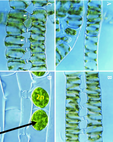 <p>What is this a picture of?</p>