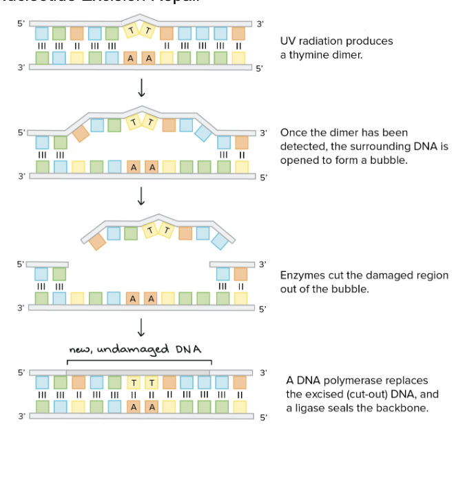 <ol><li><p>UV radiation produces a thymine dimer </p></li><li><p>Once the dimer is detected, surrounding DNA forms an open bubble</p></li><li><p>Enzymes cut out the damaged region that is the DNA bubble </p></li><li><p>DNA polymerase replaces segment with new DNA</p></li></ol><p></p>