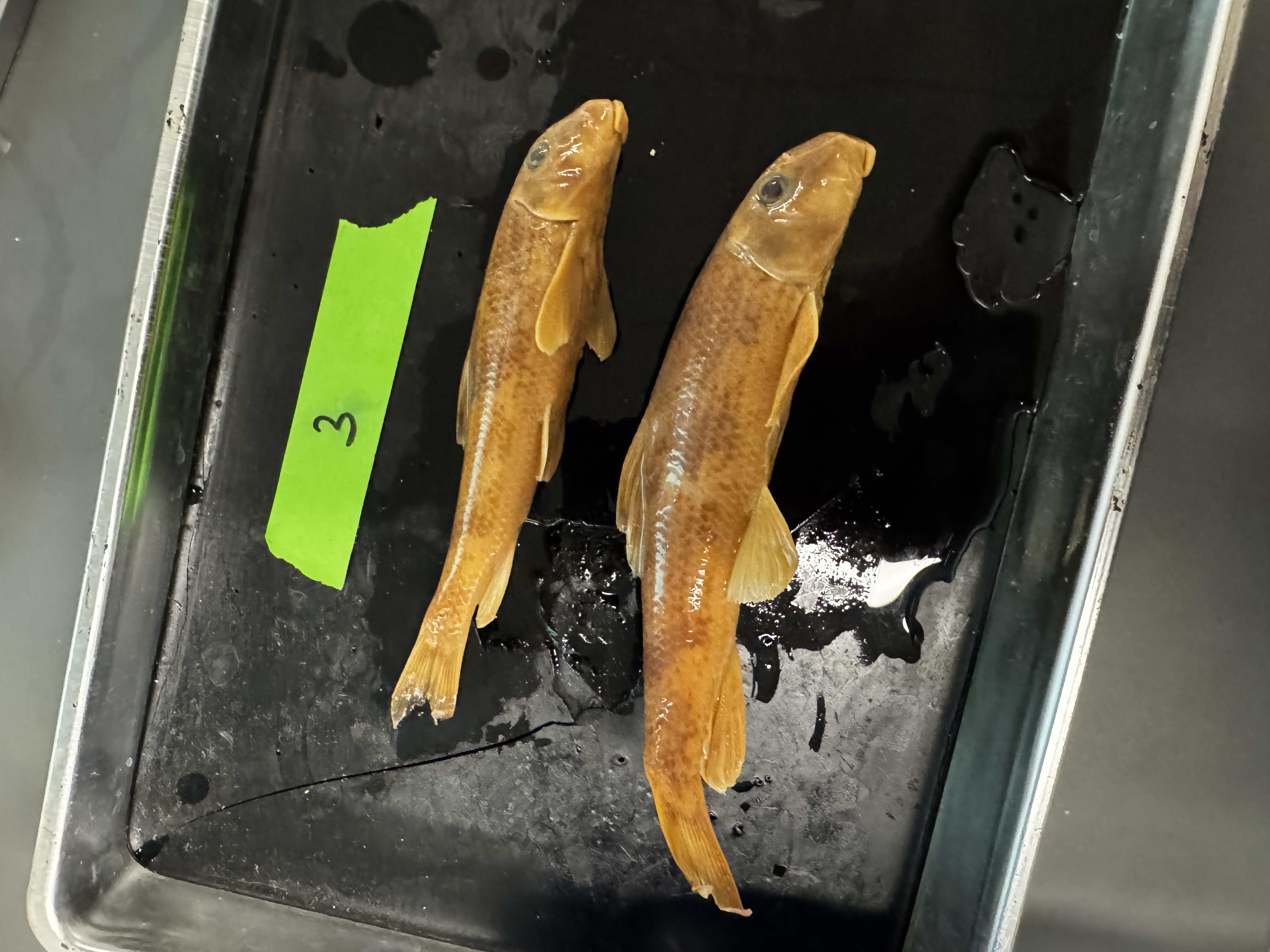 <p>Family:</p><p>Species:</p><p>Scientific:</p>