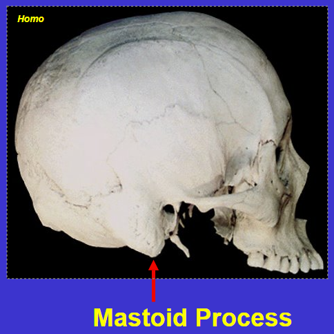<p>Mastoid process</p><p>Mastoid = breast shaped</p><p>Process = bump or projection on a bone</p>