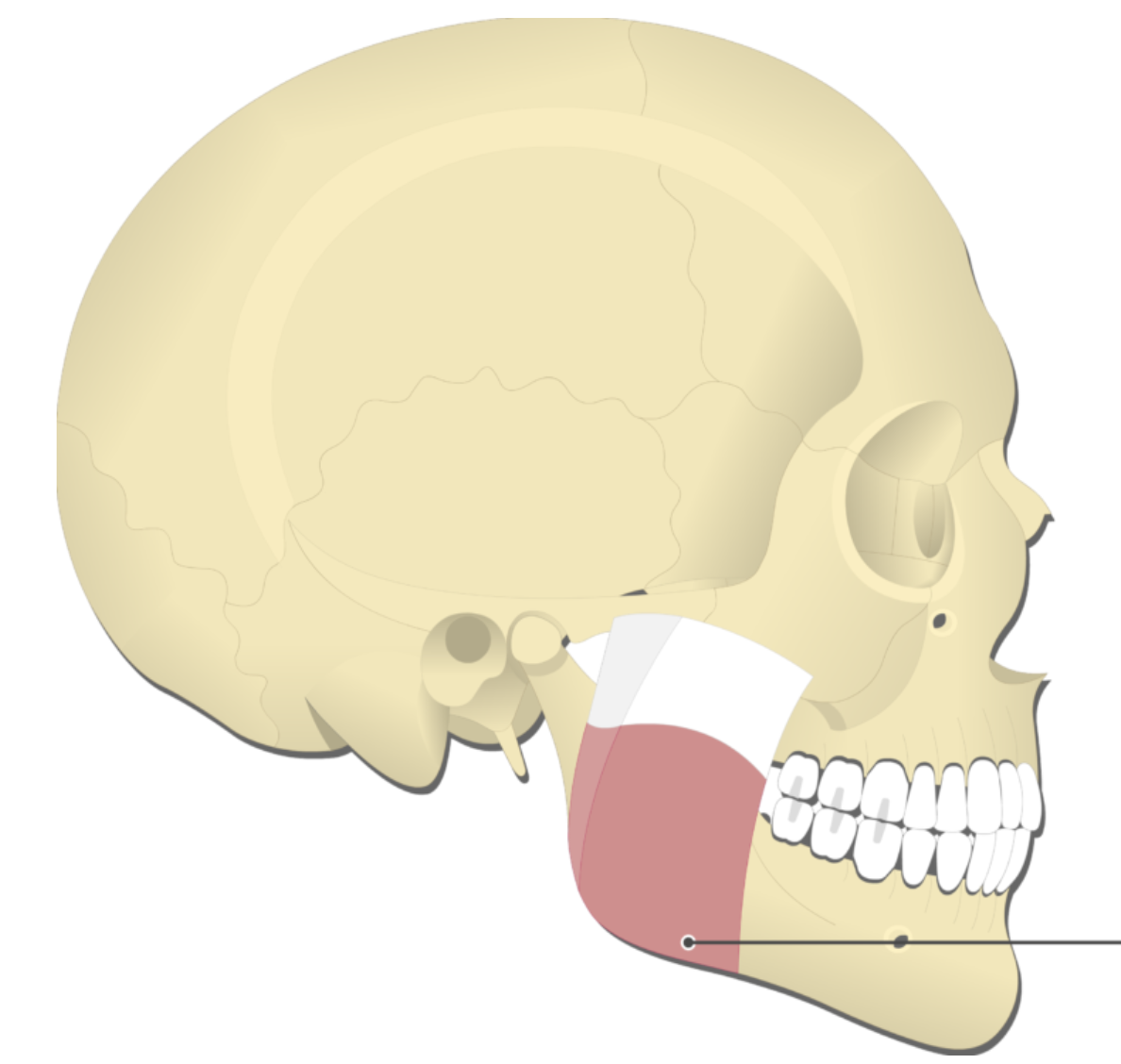 <p></p><p>origin: zygomatic arch</p><p>insertion: ramus of mandible</p><p>action: elevates mandible</p>