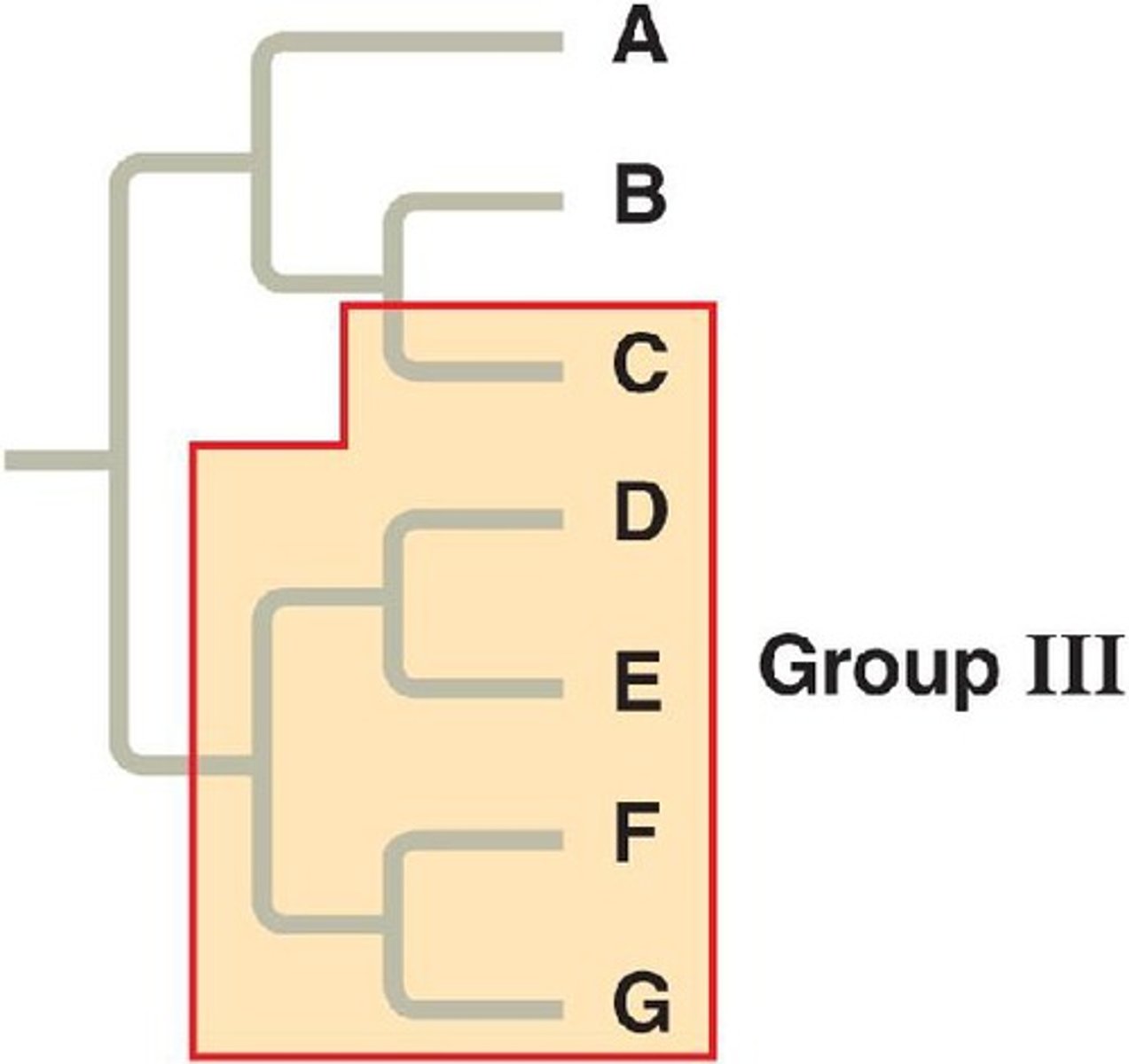 <p>A group that does not include the common ancestor of the entire group</p>
