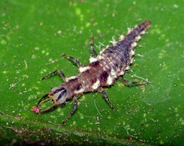 <p>Green lacewing larvae (beneficial)</p>