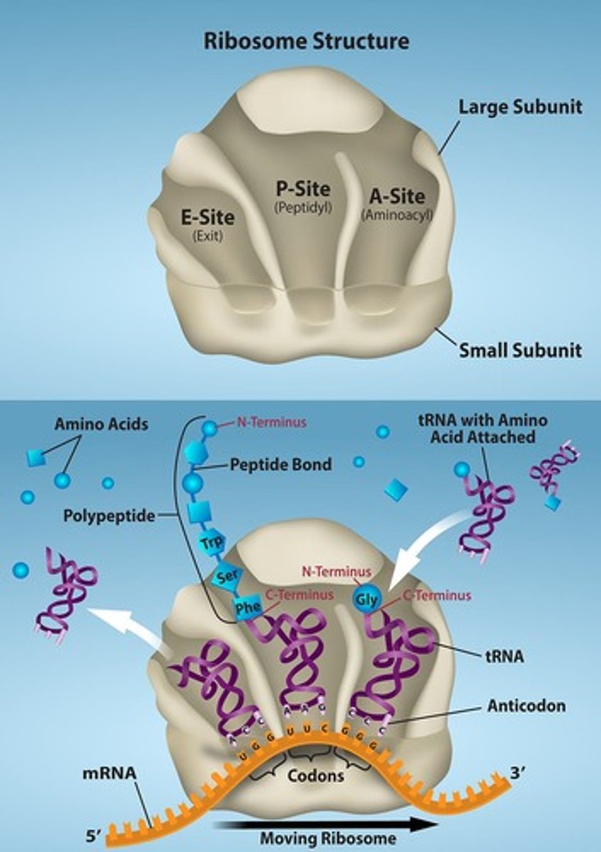 <p>The sites on the ribosome where tRNA molecules bind during translation (E, A, and P sites).</p>