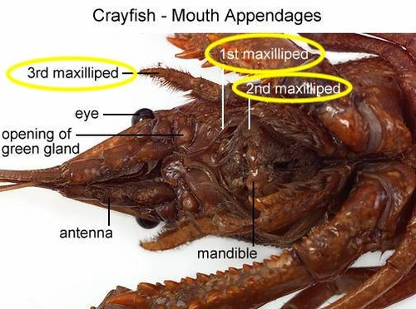 <p>hairy leg-like structures around the mouth, touch, taste and manipulate food</p>