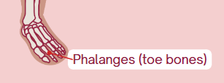 <p><span>Toe bones</span></p>