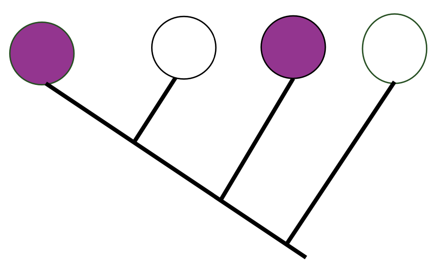 <p>Opposite of homology, similar trait in different species, but not due to common ancestry</p><p>• Evolved independently in unrelated species</p><p>• Homoplastic traits may arise from similar selection (environmental) pressures, or functions</p><p>• Most parsimonious explanation (fewer number of evolutionary changes)</p><p>Eg. wings in bats and birds. They evolved independently, not related to each other from an evolutionary perspective.</p>