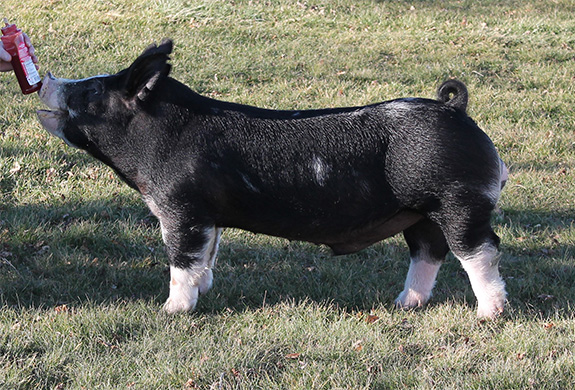 <p>Originally from England noted for pork quality, tenderness and marbling.</p>