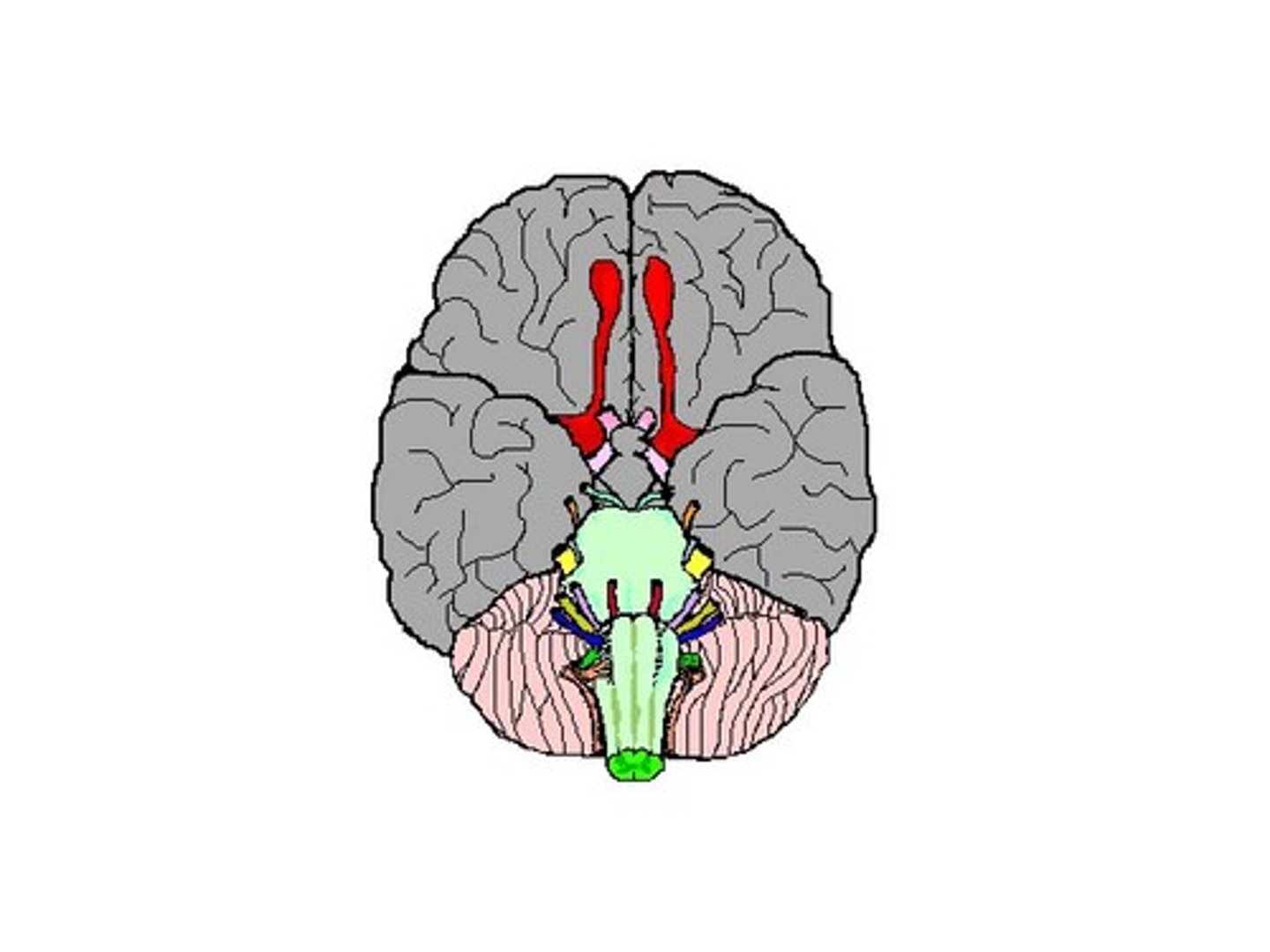 <p>neural structure of the vertebrate forebrain involved in olfaction, or the sense of smell. Flow of olfactory information from receptors to glomeruli layer</p>