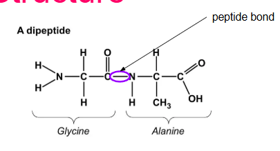 <ul><li><p>Holds amino acids together</p></li><li><p>Formed by a D.S reaction between the Amino group of an acid and the carboxyl group of an adjacent amino acid (O—N)</p></li></ul><p></p>