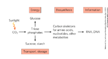 * The following: 

  
  1. Glycolysis pathway
  2. Gluconeogenesis pathway
  3. The PPP
  4. And pathway for the reduction of CO2 to triose phosphate and the associated reductive PPP