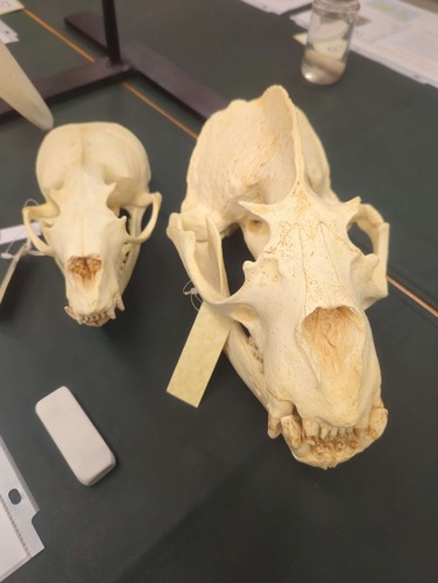 <p>What animal is on the left? Answer with the sex before the animal name and "Skull" after the animal name.</p>