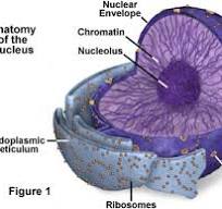 <p>Nucleus</p>