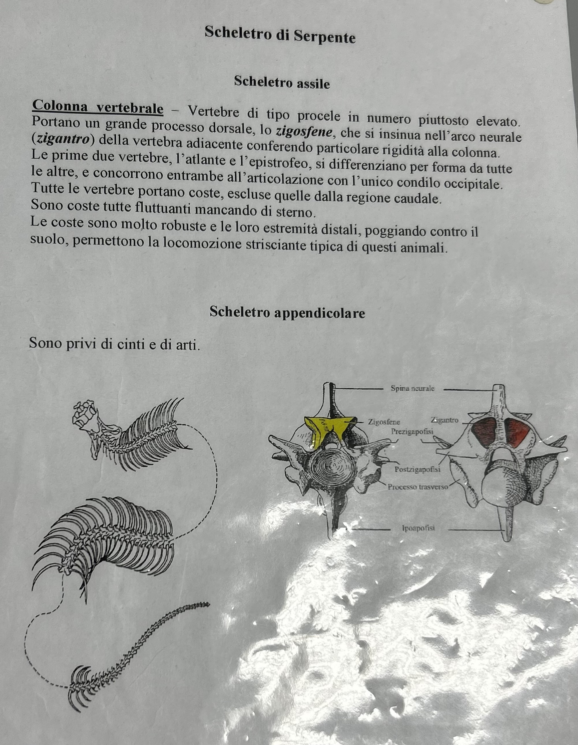 <p>Vertebre ofide</p>