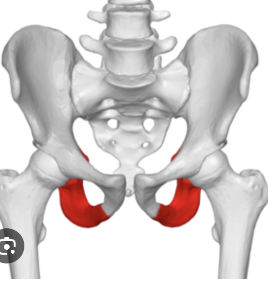 <p>whats this part called (pelvic)</p>