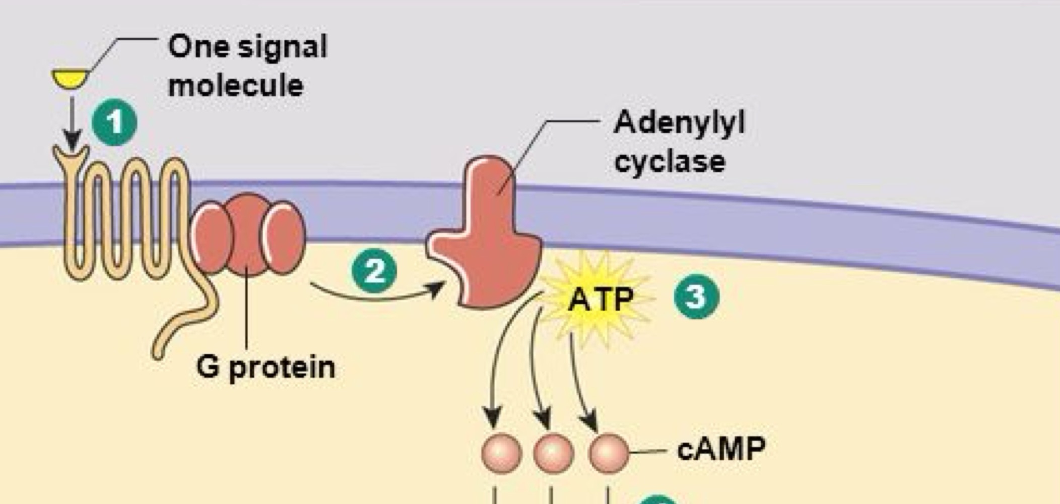 <p>• Activée par la sous-unité Gα-GTP<br>• Catalyse la transformation de l’ATP en AMPcyclique</p>