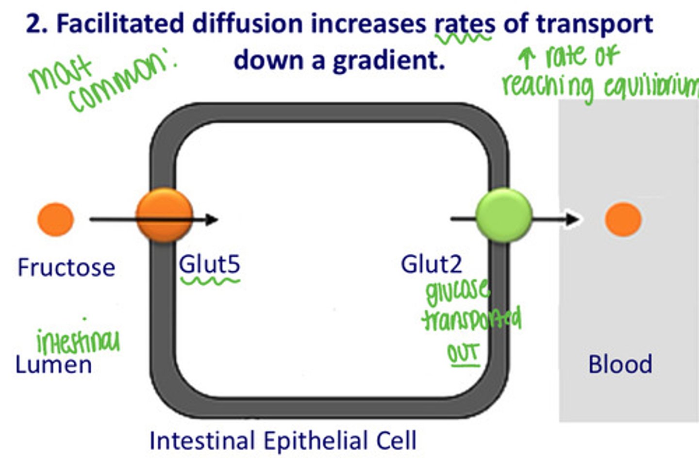 <p>Facilitated diffusion</p>