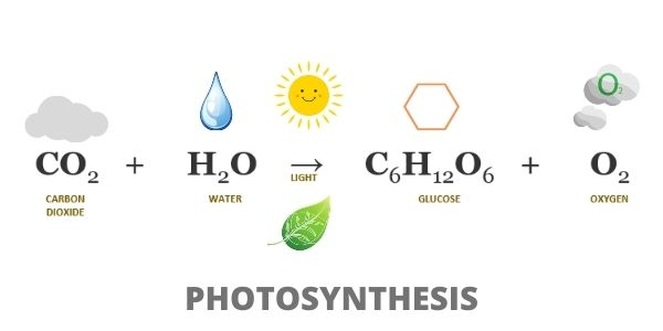 <p>The carbon atoms come from carbon dioxide (6 CO<sub>2</sub> = 6 C atoms). </p><p>The hydrogen atoms come from water (6 H<sub>2</sub>O = 12 H atoms).</p><p>The oxygen atoms come from carbon dioxide and water (6 CO<sub>2</sub> gives 12 O atoms + 6 H<sub>2</sub>O gives 6 O atoms, so there is a total of 18 O atoms, 12 in the form of O<sub>2</sub> and 6 in glucose). </p>