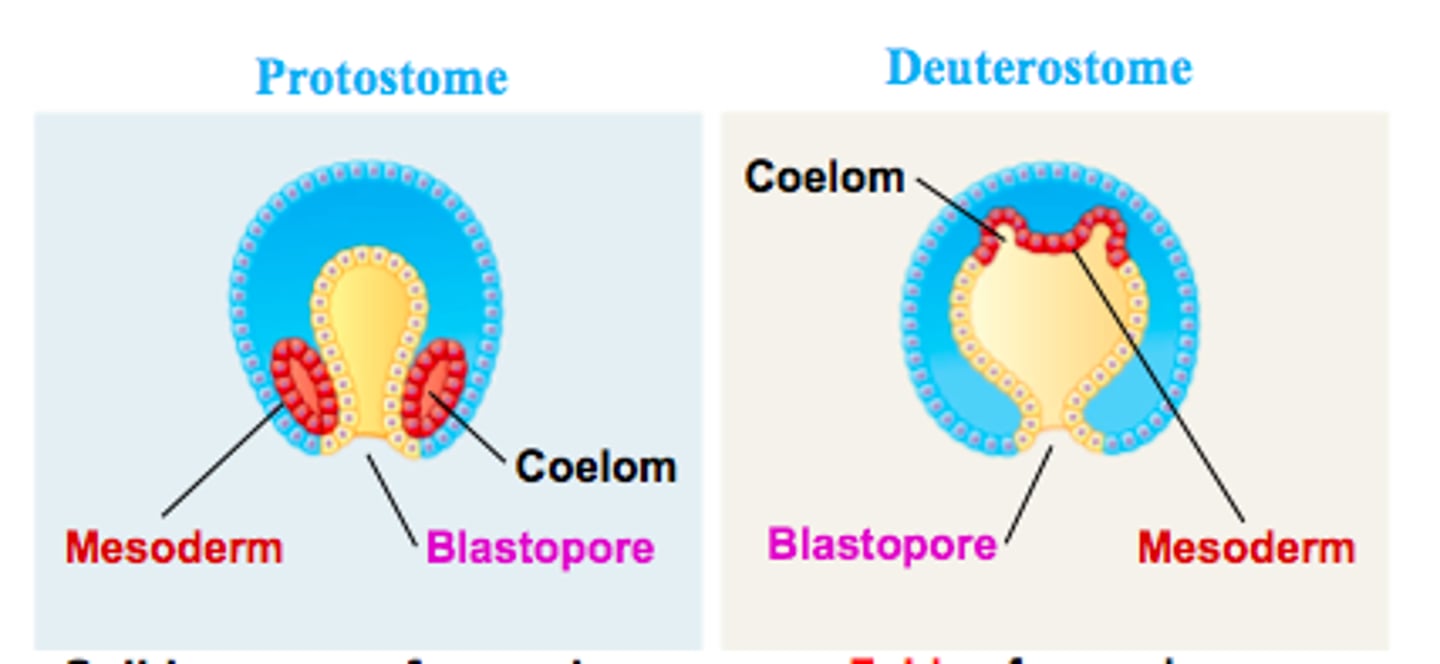 <p>- Folds of the archenteron form the coelom</p><p>- Evagination of archenteron roof in many deuterostomes forms the mesoderm and the coelom within</p>