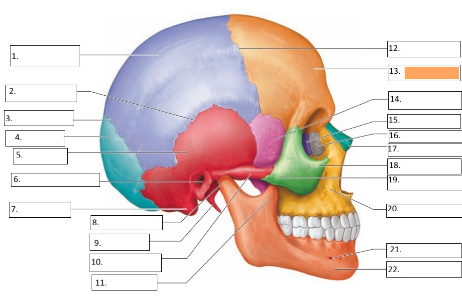 <p>13</p>