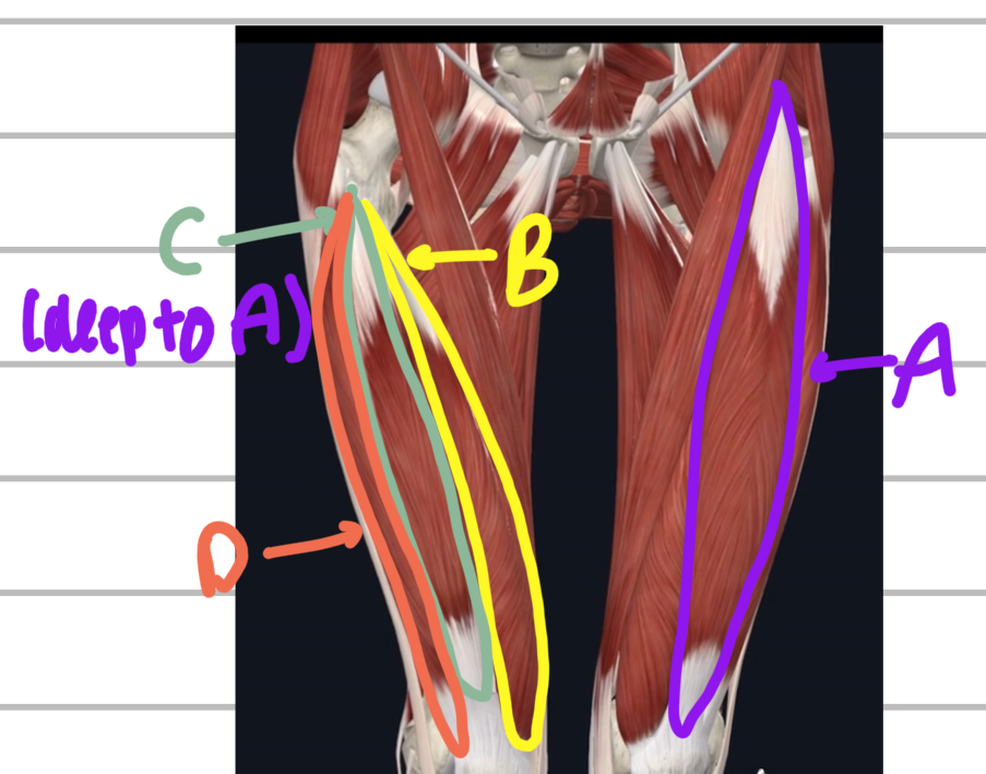 <p>Name these anterior upper leg muscles. </p>