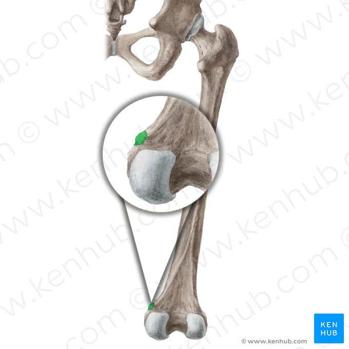 <p>Insertion: adductor magnus (hamstrings part)</p>