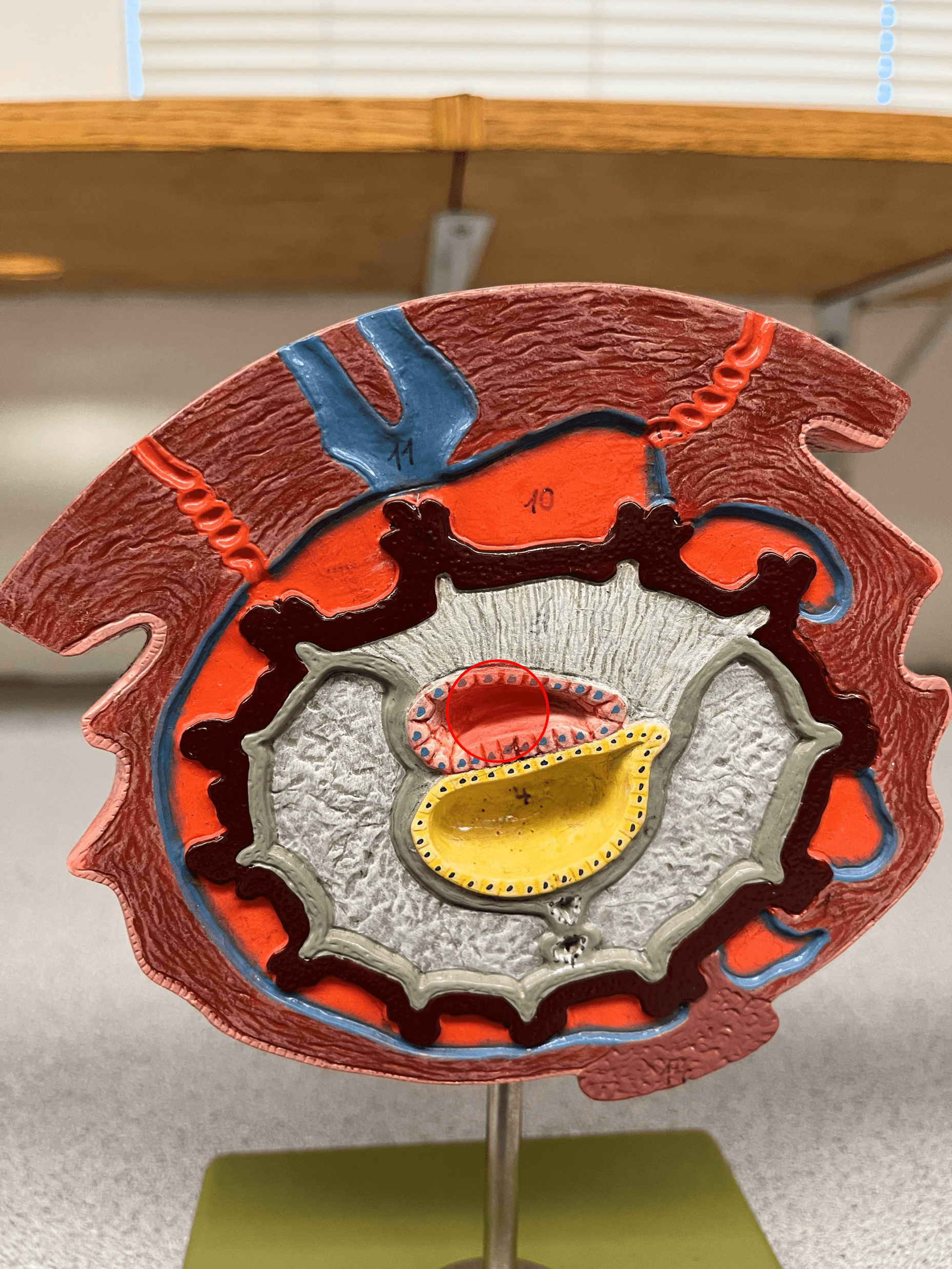 • Model of the 15-day embryo.

• The space within the amnion where the embryo is located.

• Filled with amniotic fluid.