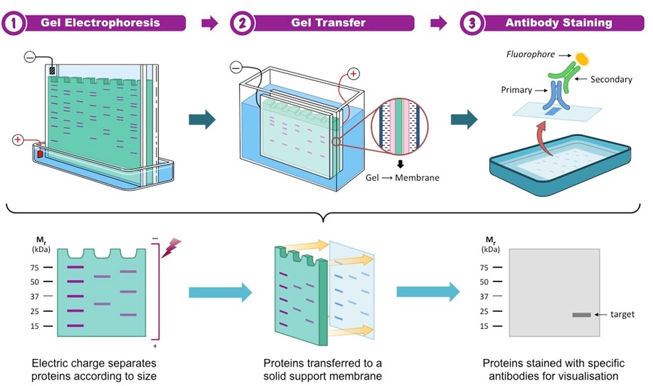 <table style="min-width: 50px;"><colgroup><col style="min-width: 25px;"><col style="min-width: 25px;"></colgroup><tbody><tr><td colspan="1" rowspan="1" style="border-width: 1pt; border-style: solid; border-color: rgb(0, 0, 0); vertical-align: top; padding: 5pt; overflow: hidden; overflow-wrap: break-word;"><p><span style="background-color: transparent; font-family: "Helvetica Neue", sans-serif;"><span>Stages</span></span></p></td><td colspan="1" rowspan="1" style="border-width: 1pt; border-style: solid; border-color: rgb(0, 0, 0); vertical-align: top; padding: 5pt; overflow: hidden; overflow-wrap: break-word;"><p><span style="background-color: transparent; font-family: "Helvetica Neue", sans-serif;"><span>Explanation</span></span></p></td></tr><tr><td colspan="1" rowspan="1" style="border-width: 1pt; border-style: solid; border-color: rgb(0, 0, 0); vertical-align: top; padding: 5pt; overflow: hidden; overflow-wrap: break-word;"><p><span style="background-color: transparent; font-family: "Helvetica Neue", sans-serif;"><strong><span>1. Gel preparation&nbsp;</span></strong></span></p></td><td colspan="1" rowspan="1" style="border-width: 1pt; border-style: solid; border-color: rgb(0, 0, 0); vertical-align: top; padding: 5pt; overflow: hidden; overflow-wrap: break-word;"><p><span style="background-color: transparent; font-family: "Helvetica Neue", sans-serif;"><span>A gel (usually agarose) is poured into a mold with wells at one end&nbsp;</span></span></p></td></tr><tr><td colspan="1" rowspan="1" style="border-width: 1pt; border-style: solid; border-color: rgb(0, 0, 0); vertical-align: top; padding: 5pt; overflow: hidden; overflow-wrap: break-word;"><p><span style="background-color: transparent; font-family: "Helvetica Neue", sans-serif;"><strong><span>2. Loading DNA</span></strong></span></p></td><td colspan="1" rowspan="1" style="border-width: 1pt; border-style: solid; border-color: rgb(0, 0, 0); vertical-align: top; padding: 5pt; overflow: hidden; overflow-wrap: break-word;"><p><span style="background-color: transparent; font-family: "Helvetica Neue", sans-serif;"><span>DNA samples are mixed with a dye &amp; loaded into wells&nbsp;</span></span></p></td></tr><tr><td colspan="1" rowspan="1" style="border-width: 1pt; border-style: solid; border-color: rgb(0, 0, 0); vertical-align: top; padding: 5pt; overflow: hidden; overflow-wrap: break-word;"><p><span style="background-color: transparent; font-family: "Helvetica Neue", sans-serif;"><strong><span>3. Applying an electric field</span></strong></span></p></td><td colspan="1" rowspan="1" style="border-width: 1pt; border-style: solid; border-color: rgb(0, 0, 0); vertical-align: top; padding: 5pt; overflow: hidden; overflow-wrap: break-word;"><p><span style="background-color: transparent; font-family: "Helvetica Neue", sans-serif;"><span>The gel is placed in a buffer solution, &amp; an electric current is applied:</span></span></p><ul><li><p><span style="background-color: transparent; font-family: "Helvetica Neue", sans-serif;"><span>Negative electrode near wells</span></span></p></li><li><p><span style="background-color: transparent; font-family: "Helvetica Neue", sans-serif;"><span>Positive electrodes at opposite end&nbsp;</span></span></p></li></ul></td></tr><tr><td colspan="1" rowspan="1" style="border-width: 1pt; border-style: solid; border-color: rgb(0, 0, 0); vertical-align: top; padding: 5pt; overflow: hidden; overflow-wrap: break-word;"><p><span style="background-color: transparent; font-family: "Helvetica Neue", sans-serif;"><strong><span>4. DNA migration&nbsp;</span></strong></span></p></td><td colspan="1" rowspan="1" style="border-width: 1pt; border-style: solid; border-color: rgb(0, 0, 0); vertical-align: top; padding: 5pt; overflow: hidden; overflow-wrap: break-word;"><ul><li><p><span style="background-color: transparent; font-family: "Helvetica Neue", sans-serif;"><span>DNA is negatively charged due to phosphate backbone charge&nbsp;</span></span></p></li><li><p><span style="background-color: transparent; font-family: "Helvetica Neue", sans-serif;"><span>Repelled by negative attracted towards positive electrode → &amp; moves toward positive&nbsp;</span></span></p></li><li><p><span style="background-color: transparent; font-family: "Helvetica Neue", sans-serif;"><span>Small fragments travel faster &amp; farther, while larger move slower</span></span></p></li></ul></td></tr></tbody></table><p></p>