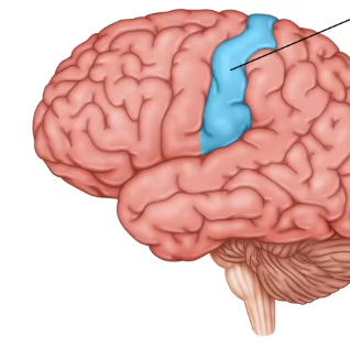 <p>receives information about temperature, taste, touch and movement from the rest of the body</p>