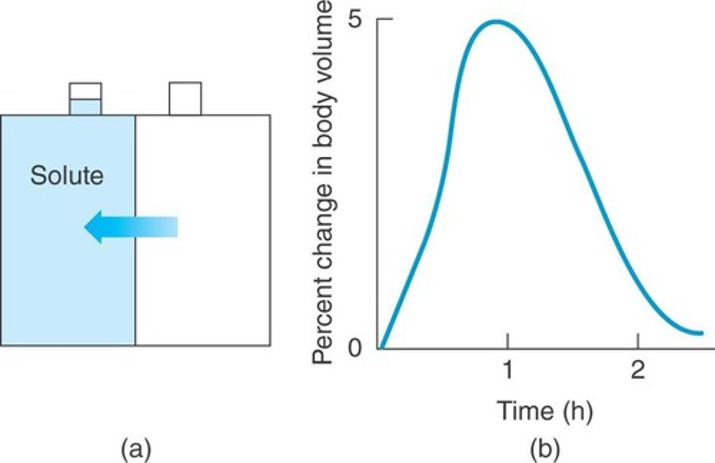 <p>Movement of water towards higher solute concentration.</p>