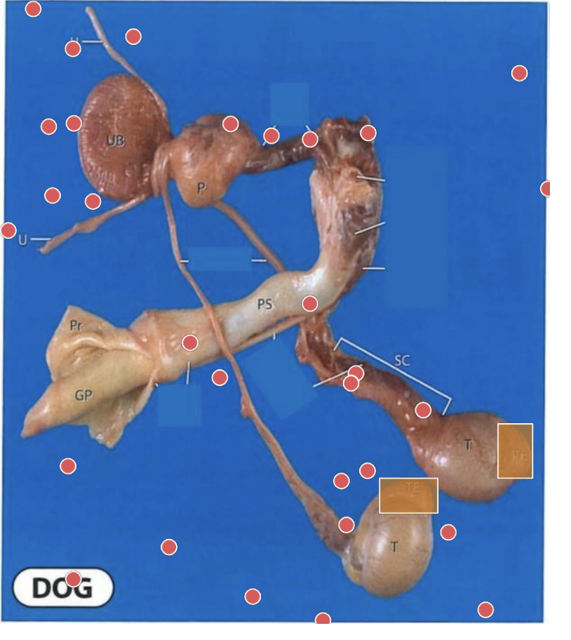 <p>what are the orange boxes indicating?</p>
