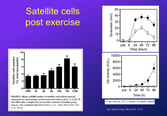 <p>-this is looking at satellite cell repsonse to intense, damaging, eccentric exercise</p><p>-<strong>at 72 hours,</strong> the % of satellite cells in muscle has increases the most, bc they have started to replicated an rejuvinate the muscle</p><ul><li><p>this coincides w the peak in soreness and when CK is going up (signal of damage)</p></li></ul>