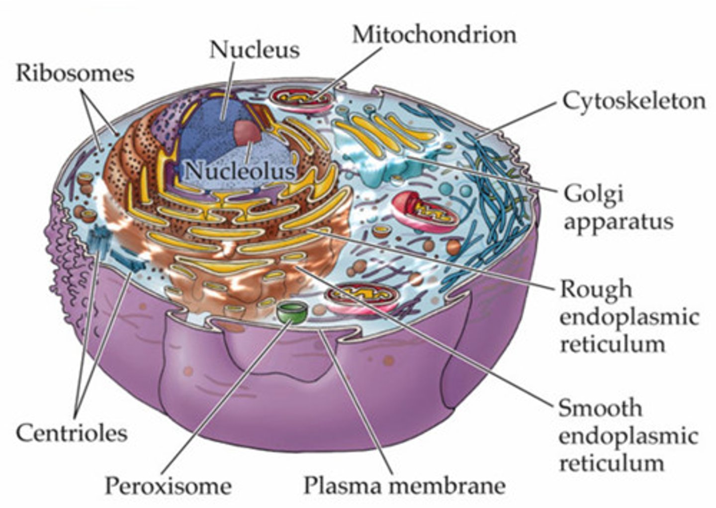 <p>a cell containing a nucleus and other membrane bound organelles</p>