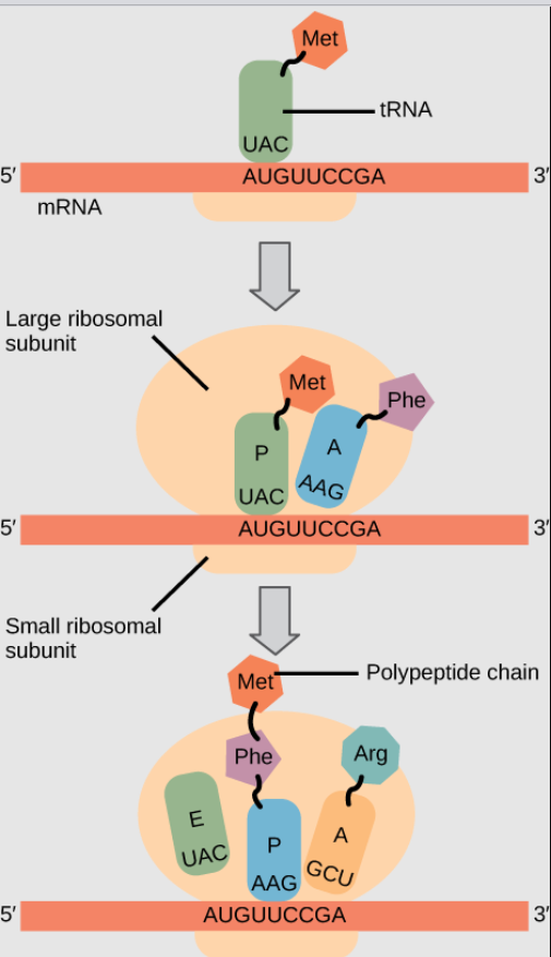 <p>Site of protein synthesis of the cell. Two subunits bound to each other. </p>