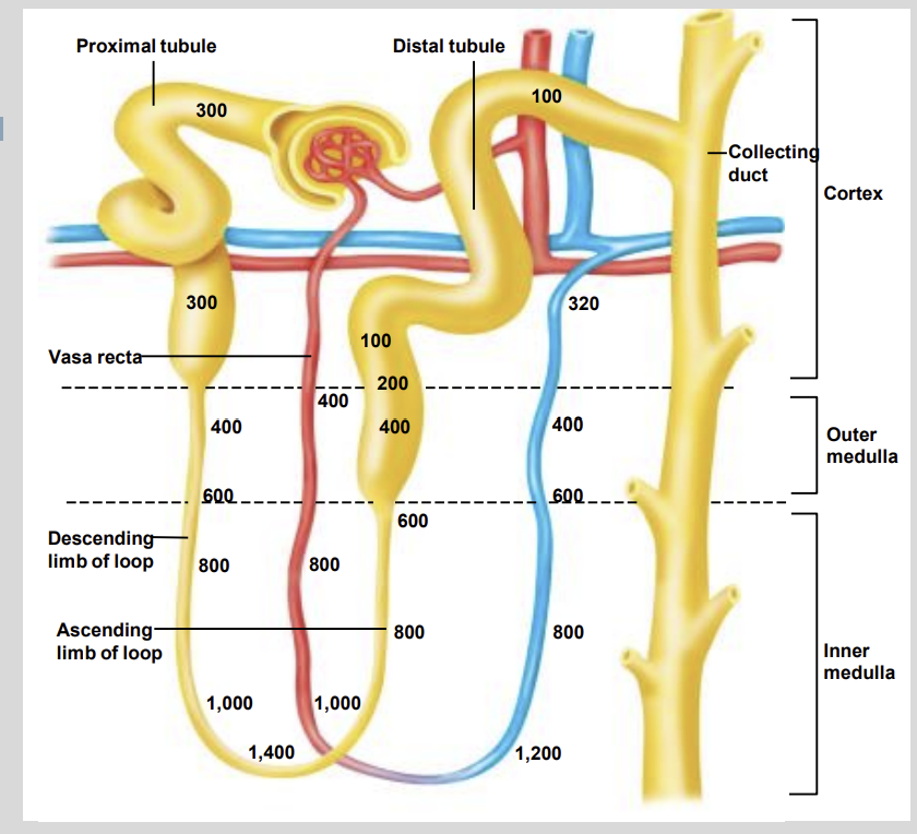 <ul><li><p>Regulate secretion of K+ into the Urine</p></li><li><p>The absorption of Na+ out of the filtrate</p></li></ul><p></p>