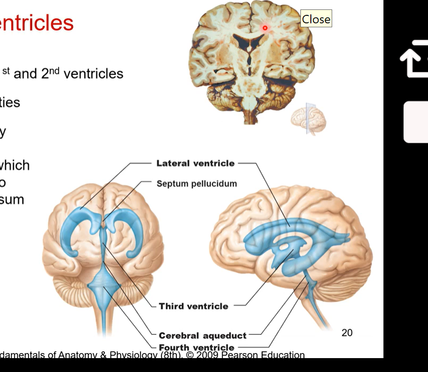 <ul><li><p>also called 1st and 2nd ventricles. doesn’t matter if left or right is the first </p></li><li><p>largest cavities </p></li><li><p>separated by septum pellucidum (separates each ventricle so each one has its own space) which sits inferior to corpus callosum (corpus callosum is a mass that communicated between left and right?)</p></li></ul><p></p>