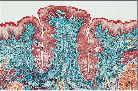 <p>Identify the structure:</p><p>Specie:</p><p>Parts:</p><p>1.__ 2. __ 3.__ 4.__ 5.__ 6.__</p><p>Stain used:</p>