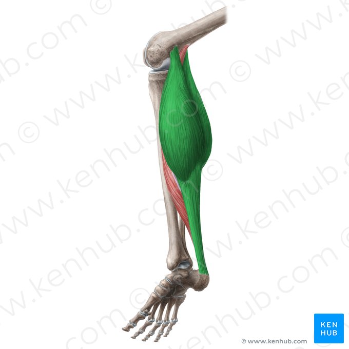 What is the origin for Gastrocnemius?
