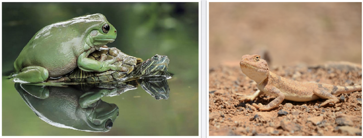 <ul><li><p><span style="color: rgb(255, 255, 255);"><span>The environment changed Selection favored species adapted to dry environments</span></span></p></li><li><p><span style="color: rgb(255, 255, 255);"><span>Species dependent of water or humidity got extinct faster than species<br>adapted to drought</span></span></p></li></ul><p></p>